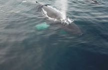 Polar whale safari from Tromso by boat