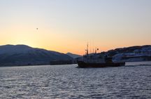 Polar whale safari from Tromso by boat