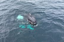 Polar whale safari from Tromso by boat