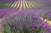 Lavender and Salda lake guided tour with lunch and pick-up
