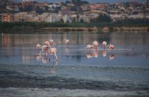 Guided tour of Nora archaeological site from Cagliari