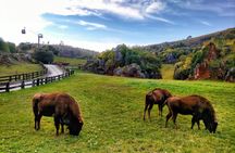 Cabárceno Natural Park tickets and guided tour from Santander