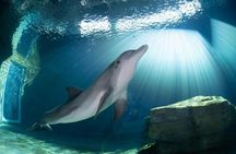 Clearwater Beach with lunch, transportation and aquarium