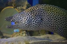Clearwater Beach with lunch, transportation and aquarium