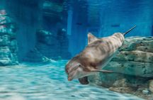 Clearwater Beach with transportation and aquarium