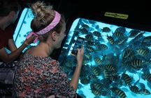 Hurghada mermaid glass-bottom boat tour