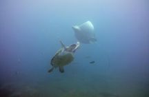 Package 1- 10 dives for certified divers in Tenerife