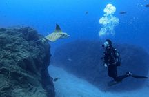 Night dive for certified divers in Tenerife