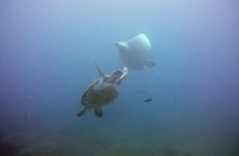 Night dive for certified divers in Tenerife