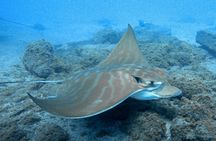 Night dive for certified divers in Tenerife