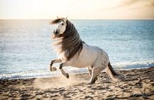 Andalusian horse and flamenco show with dinner in Malaga