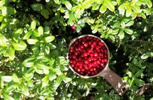 Berry picking and wildlife