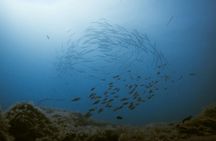 Snorkeling tour in the Bay of Stingrays