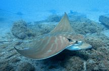 Snorkeling tour in the Bay of Stingrays