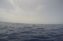 2-hour kayaking experience in Tenerife