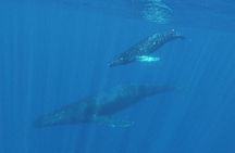 Whale watching tour by kayak in Maui