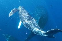 Whale watching tour by kayak in Maui