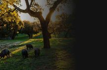 Private tour to Cinco Jotas ham factory from Seville