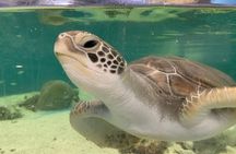 Cairns aquarium Turtle Hospital tour and entrance ticket