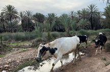 Half day trip to Essaouira oasis