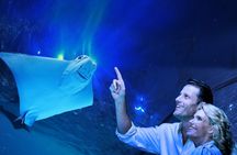 Cairns aquarium twilight two hour guided tour and entrance ticket