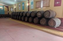 Winery and olive oil mill tour and tasting with tapas