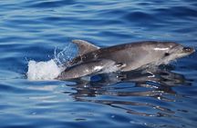Dolphin watching by dinghy to Figarolo island from Olbia