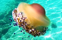 Dinghy tour with snorkeling to Tavolara Island from Olbia