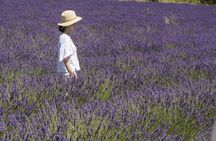 Lavender tour to Valensole from Marseille