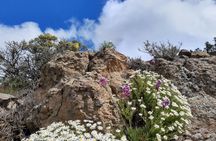Peaks of Gran Canaria: full-day hiking with pickup and lunch