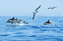 Dolphin spotting and Benagil Caves guided boat trip