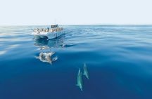Dolphin spotting and Benagil Caves guided boat trip