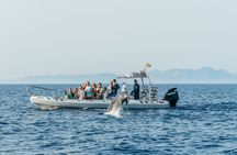 Small-group dolphin watching cruise from Alcudia