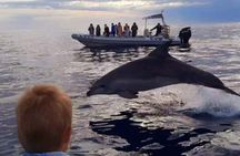 Small-group dolphin watching cruise from Alcudia