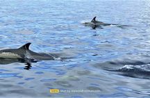 Boat tour with dolphin watching in Sesimbra