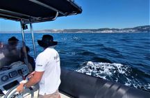 Boat tour with dolphin watching in Sesimbra