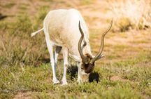 Souss-Massa National Park guided tour with pickup