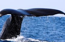 Whale and Dolphin Watching Boat Tour in Pico Island