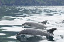 Whale and Dolphin Watching Boat Tour in Pico Island