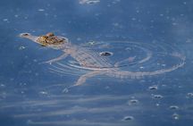 Jumping Crocodiles and Wildlife Adventure Tour from Darwin