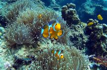 Phi Phi Islands half-day snorkeling sunset experience (from Phi Phi)