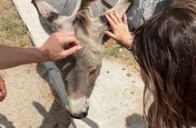 Minivan day tour to Asinara National Park from Stintino