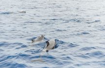 Whale and Dolphins Experience in Madeira