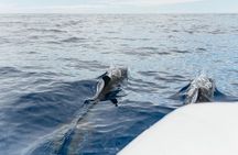 Whale and Dolphins Experience in Madeira
