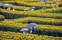The secret of the green sun Van Gogh Museum guided tour