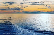 Whale and dolphin watching in Orange County
