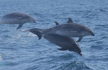 Whale and dolphin watching in Orange County