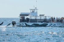 Whale and dolphin watching in Orange County