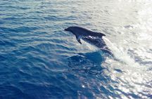 Boat safari from Larnaca