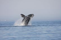 TUI Tours: marine cruise at Walvis Bay in Namibia